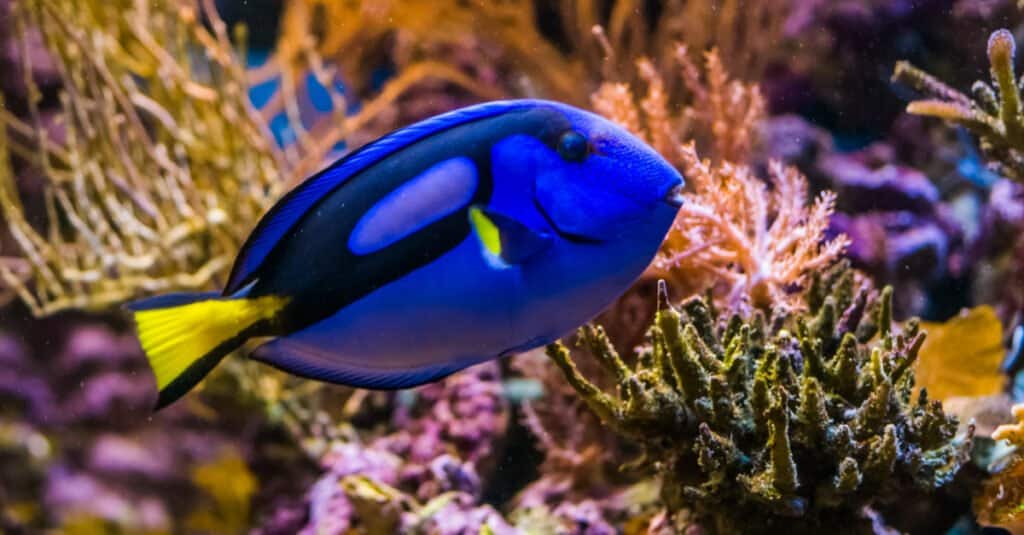 Động vật màu xanh - Royal Blue Tang