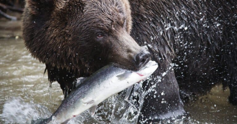 Grizzly bear eating a fish