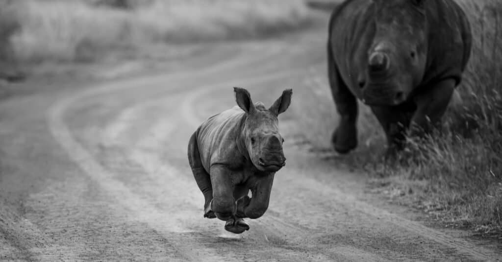 Rhino baby - running calf