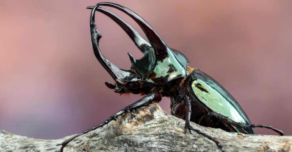 10 escarabajos más grandes del mundo - Atlas Beetle
