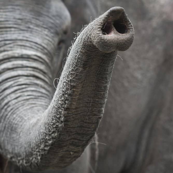Elephant Trunk Hair - Elephant trunk 