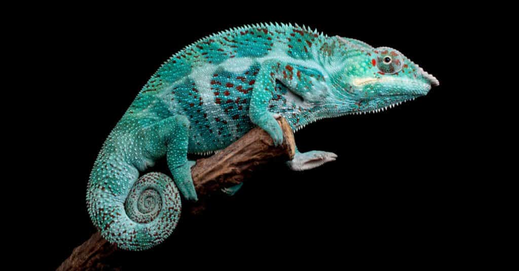 Blue animals - blue chameleon 