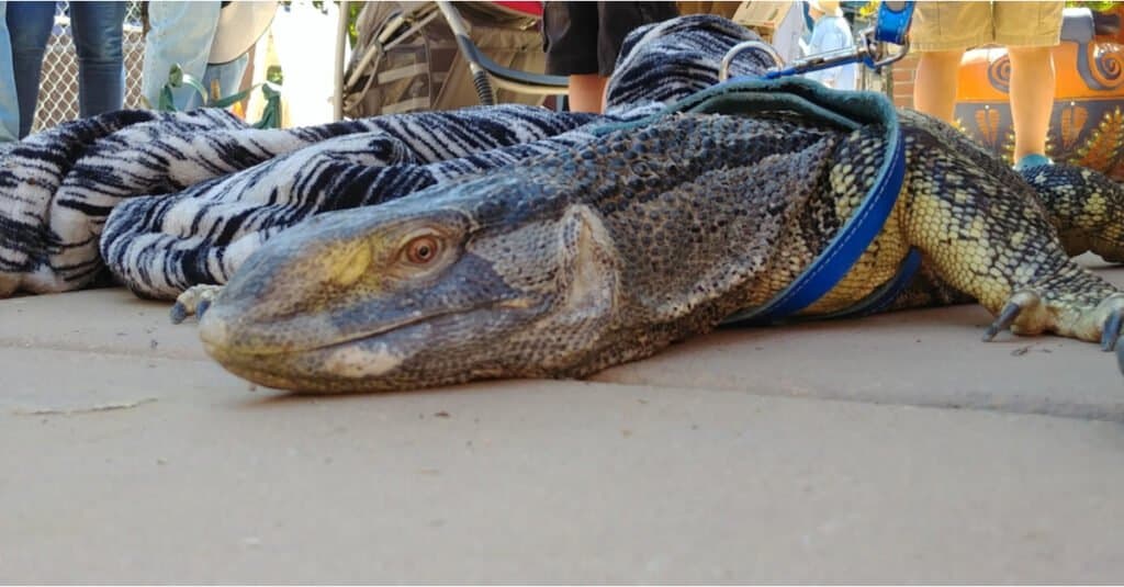 Monitor lizard facts - black throat monitor lizard on a leash