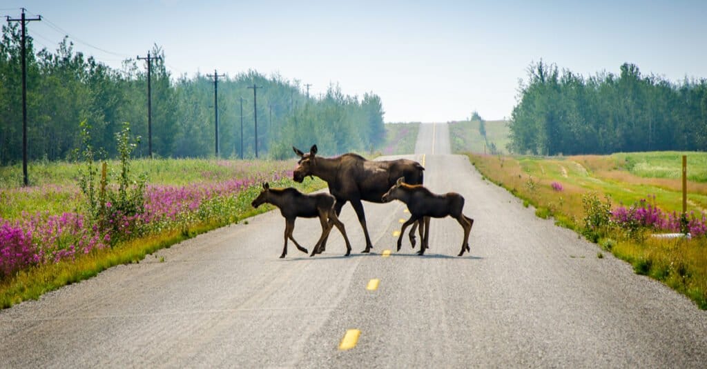 baby moose - two moose calves cross the road