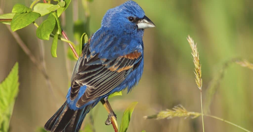 Birds that are blue - Blue Grosbeak 