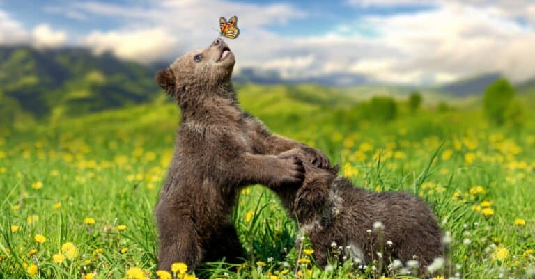 What do grizzly bears eat - grizzly bear cubs