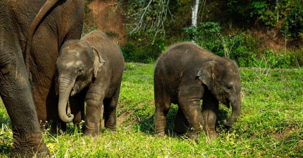 Elephant twins - two baby elephants with mother