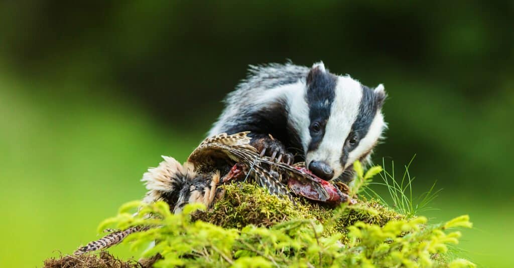 What do badgers eat - badger eating carrion
