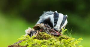 What Do Badgers Eat? Their Diets Explained Picture