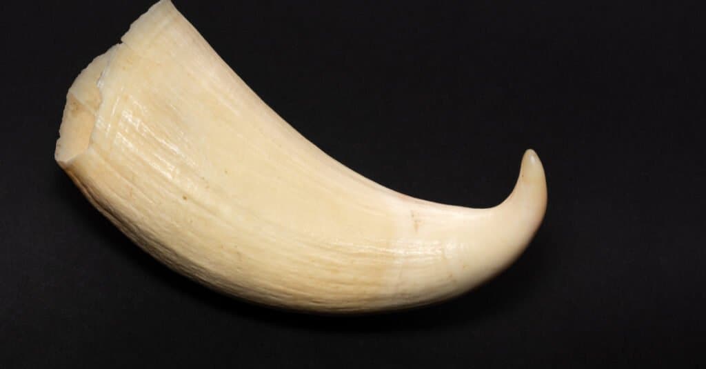 What do whales eat - sperm whale tooth 