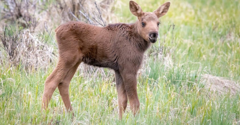 baby moose - a moose calf in a field