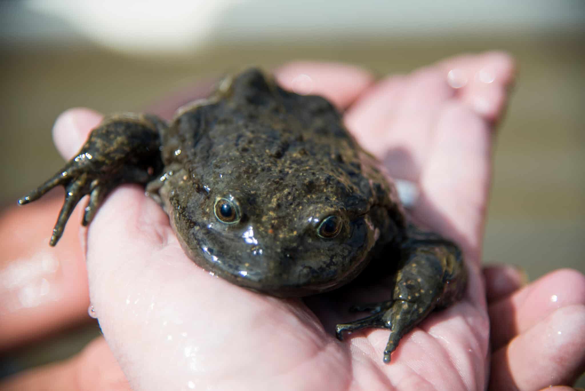 Why Does This Frog Have So Much Extra Skin? - A-Z Animals