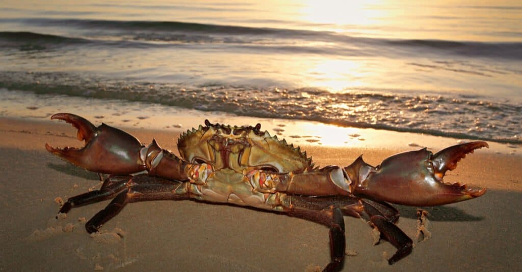 Cangrejos más grandes - cangrejo de barro gigante en la playa 