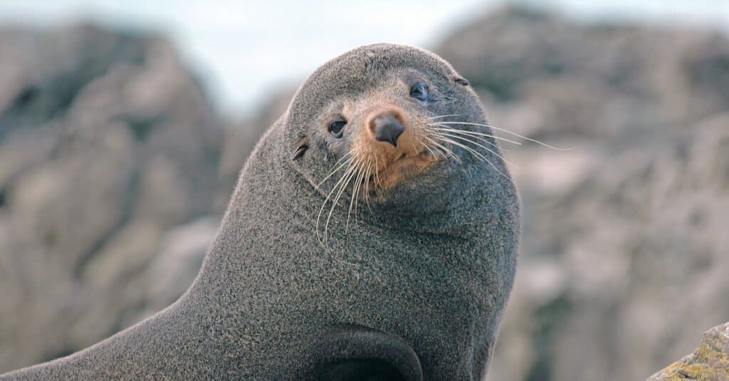 Largest Seals - New Zealand Sea Lion 