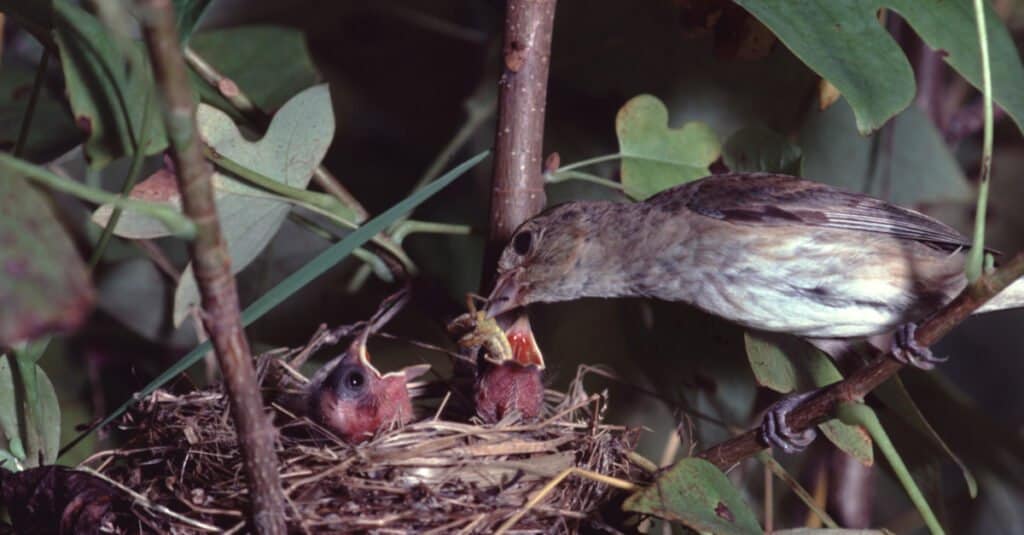 Two baby indigo bunting birds in a nest made of twigs in a natural setting. The birds are featherless and reddish in color. A female bunting etched on a slender limb, is feeding one of the babies. She is not colorful. 