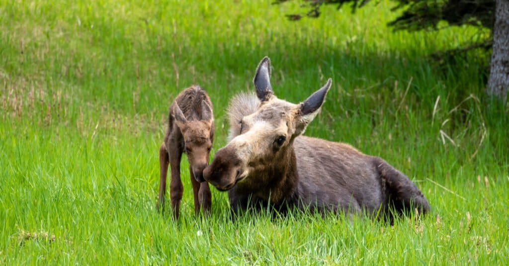baby moose - moose baby and its mother