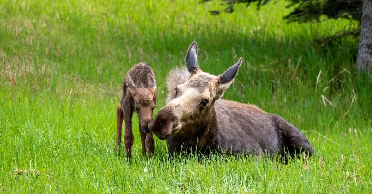 Baby Moose: 8 Facts and 8 Pictures - A-Z Animals