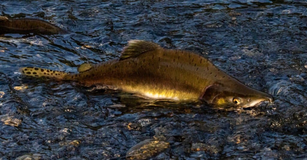 record salmon