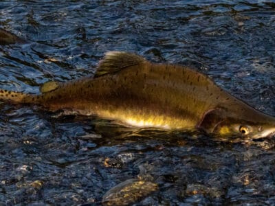 A Oncorhynchus gorbuscha