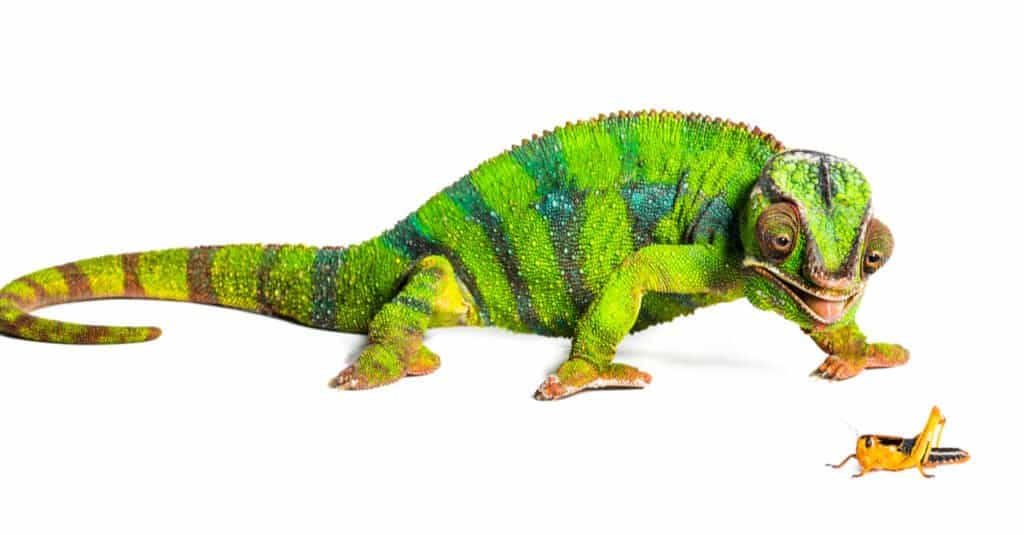 What do chameleons eat - dinner time