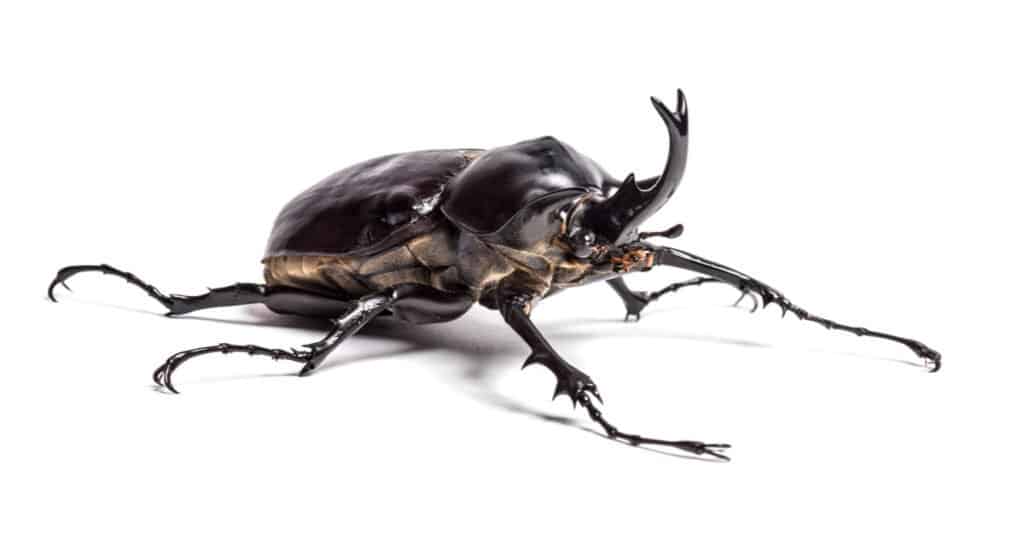 Escarabajos más grandes - escarabajo Actaeon