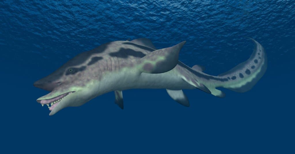 Extinct Shark - Edestus