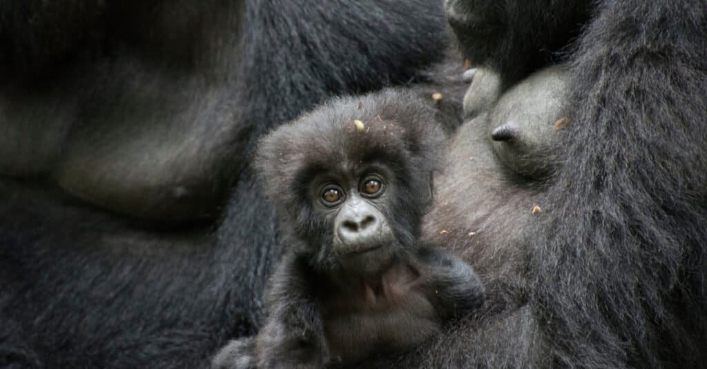 Baby gorilla- gorilla baby sits with its mother