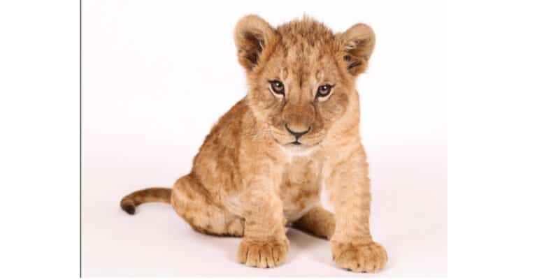 Lion baby - cub isolated