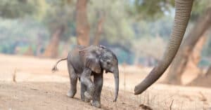 Hear This Baby Elephant Cry Out for Help As It Gets Stuck in a Mud Pit Picture