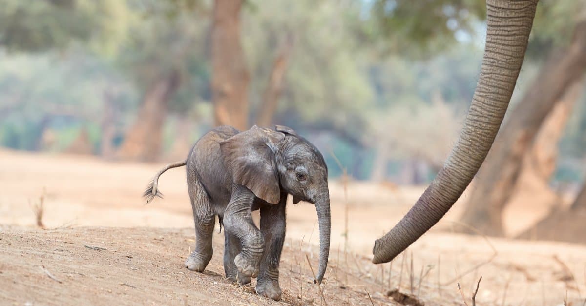 How long are elephant pregnancies - elephant baby