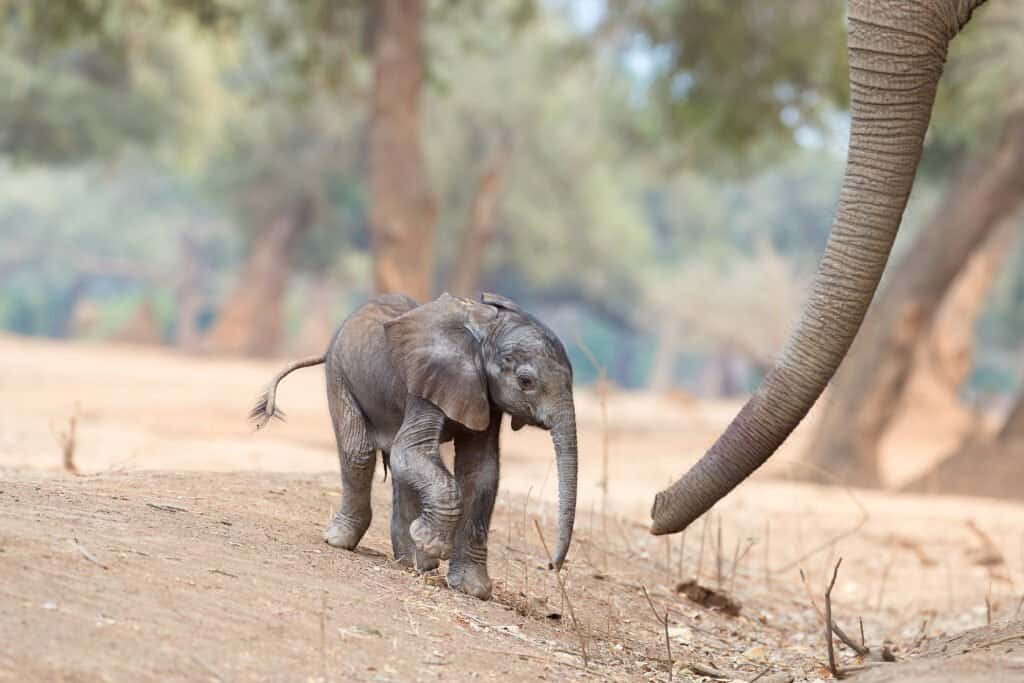 Baby Elephant Takes Its First Nervous Steps Only 20 Minutes After Being