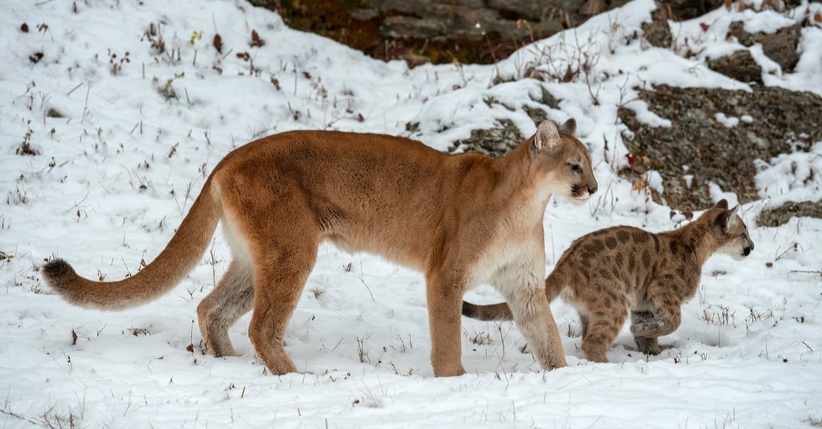 Mountain Lions In Wisconsin - AZ Animals