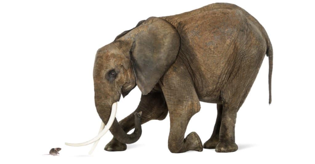 Are elephants afraid of mice - an elephant and mouse stand toe to toe