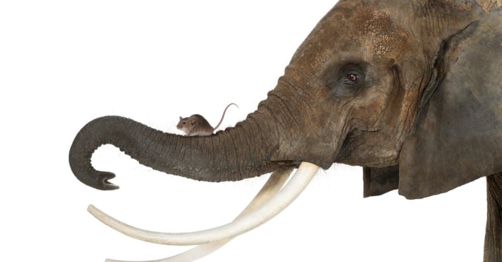 Are Elephants Afraid of Mice - Mouse on Elephant Trunk