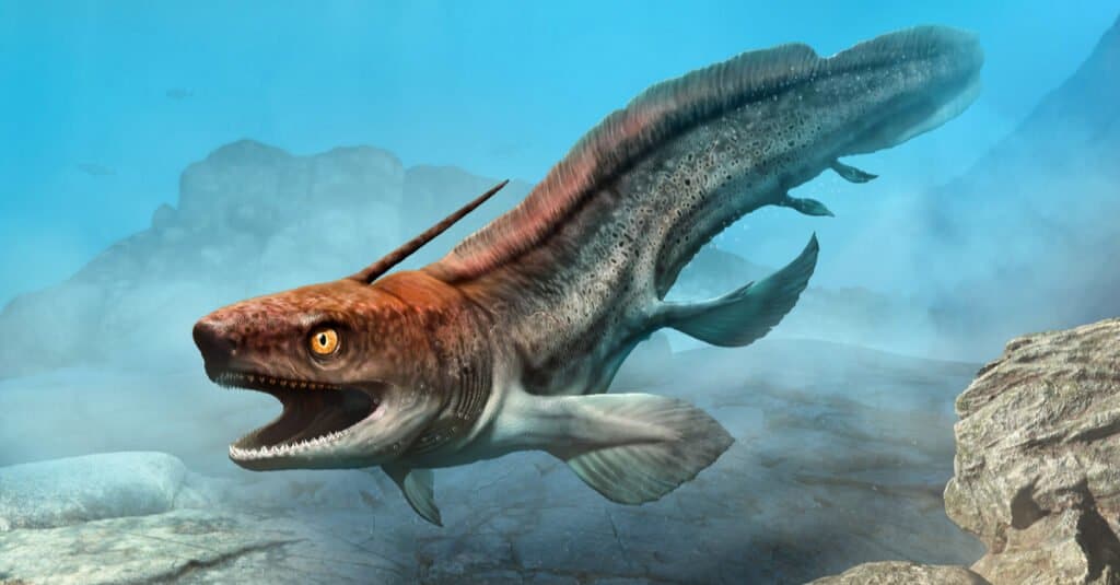 Shark that went extinct -  Xenacanthus