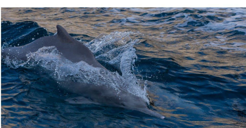 Los delfines más grandes: delfín jorobado del Indo-Pacífico