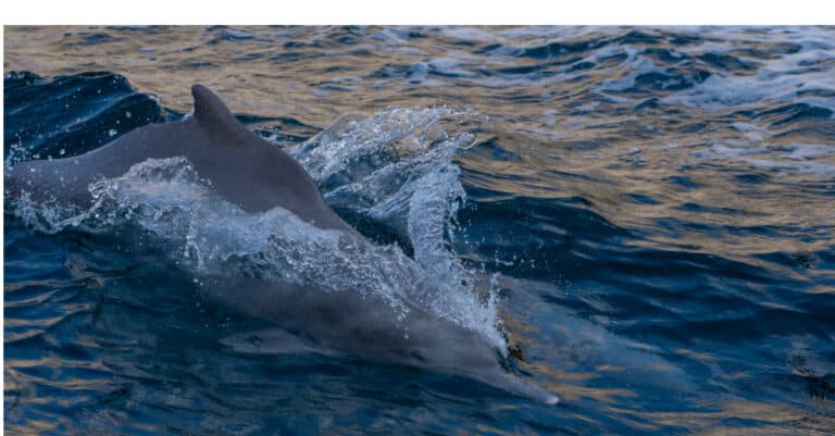 Largest Dolphins - Indo-Pacific humpback dolphin