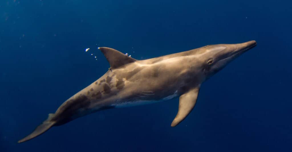 Largest dolphin - rough-toothed dolphin 