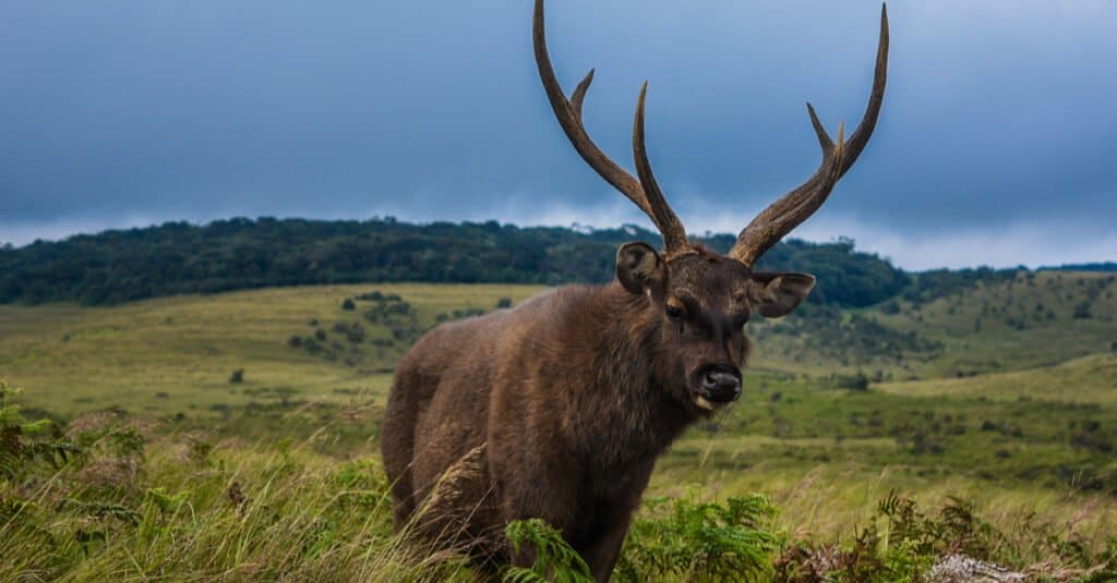 Largest deer - Sambar