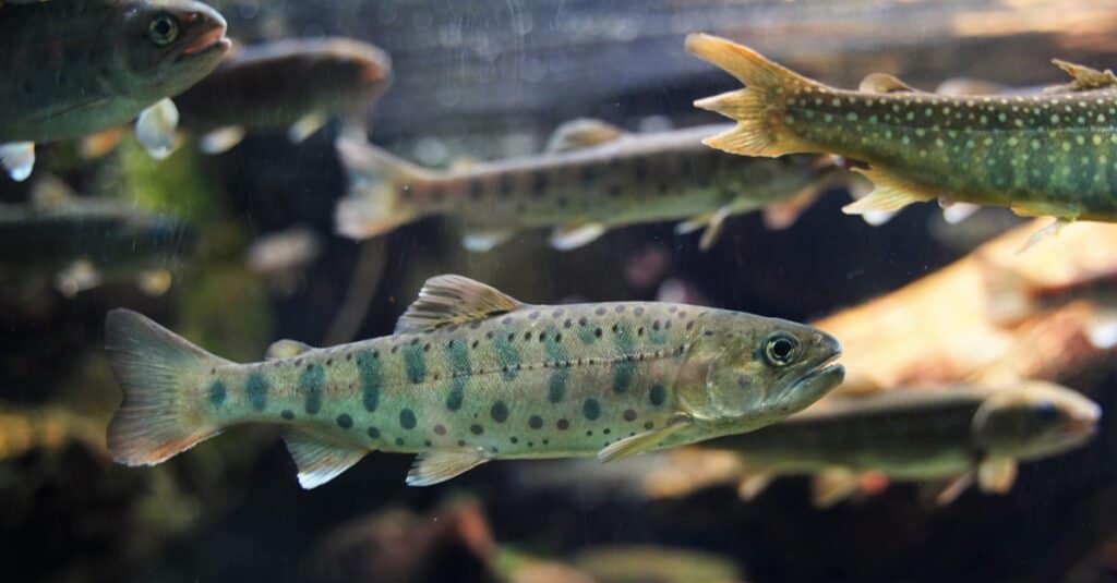 Largest salmon - masu salmon