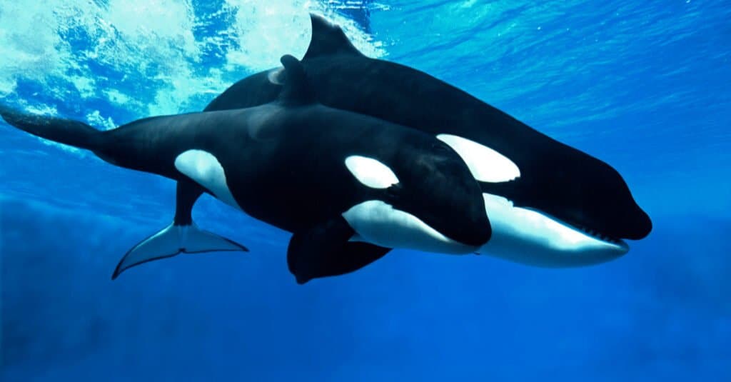 baby-orca-whale