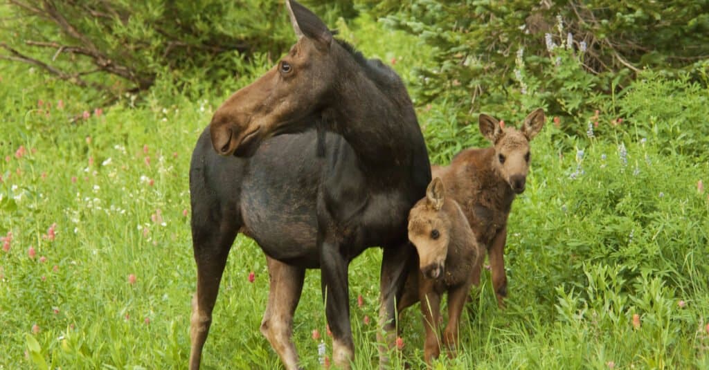 baby moose - moose siblings and their mother
