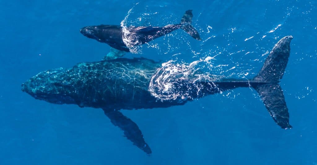 newborn blue whale