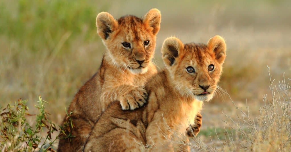Lion baby - two lion cubs