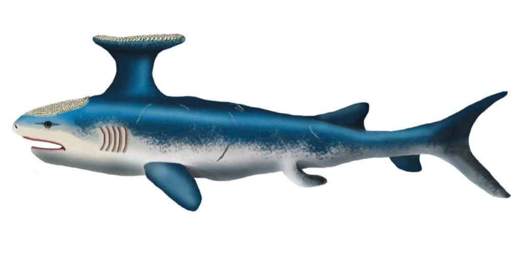 Extinct Shark - Stethacanthus