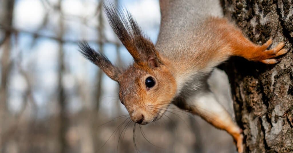 Largest squirrels - tree squirrel