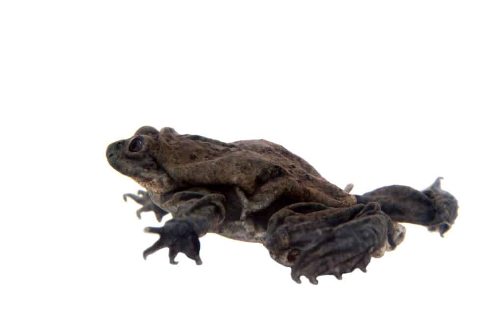 A profile shot of a scrotum frog isolated on a white background