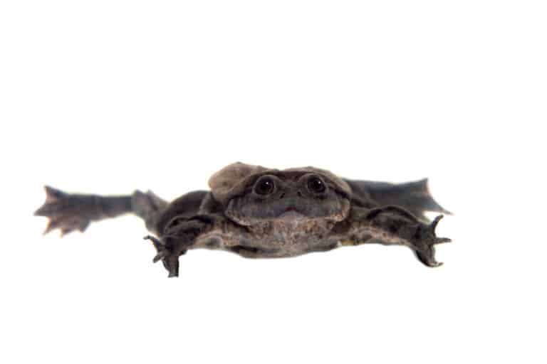 Front view of scrotum frog isolated on white background
