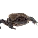 Lake Titicaca Water Frog