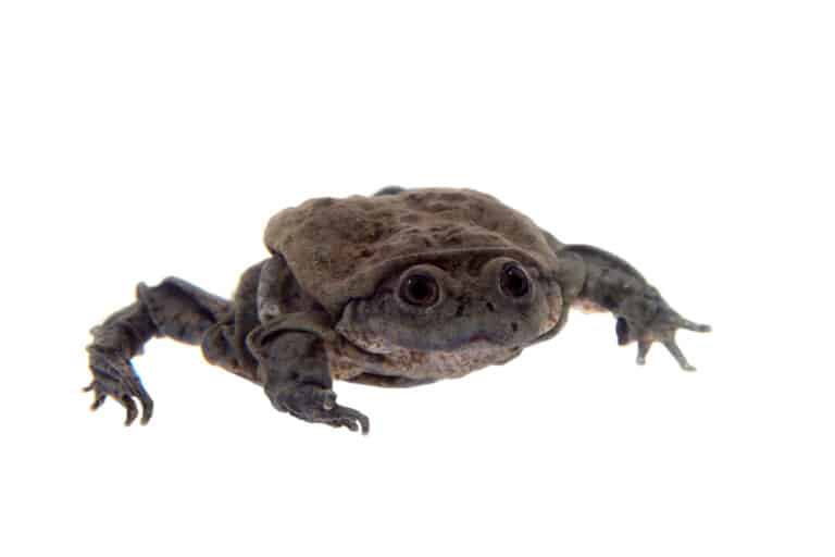 A scrotum frog isolated on a white background